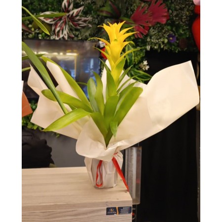 Sarı Guzmania